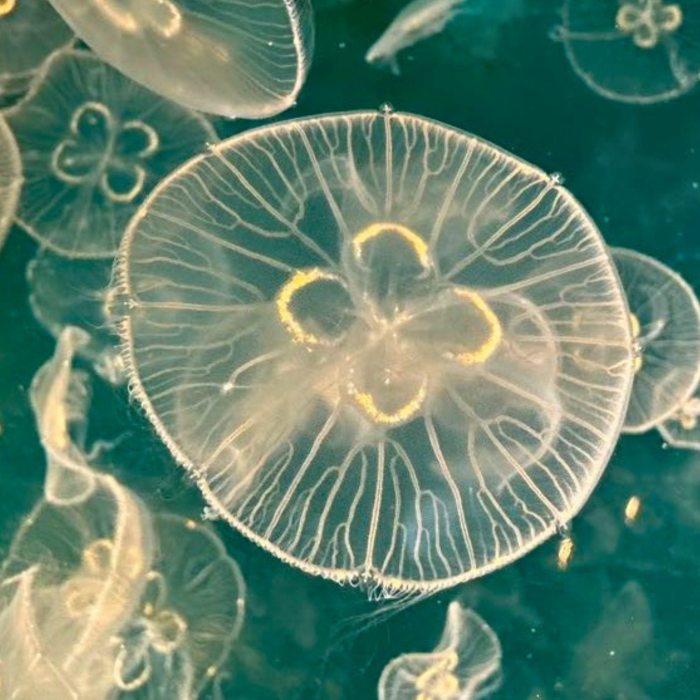 Nettside format (68)