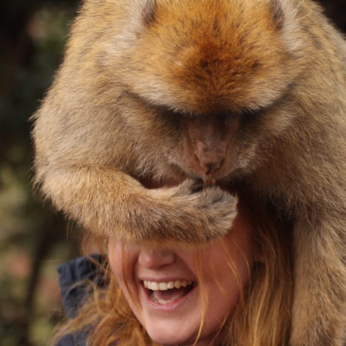 Marokko, Victoria, Ape